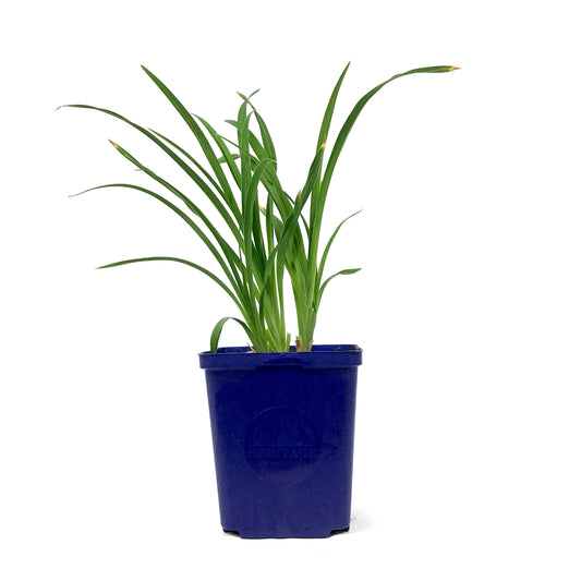 Hemerocallis, 15cm, Lacy Doily Daylily - Floral Acres Greenhouse & Garden Centre