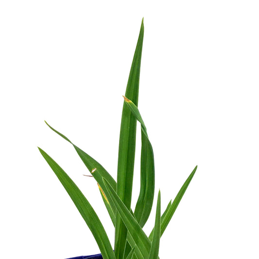 Hemerocallis, 15cm, Lacy Doily Daylily - Floral Acres Greenhouse & Garden Centre
