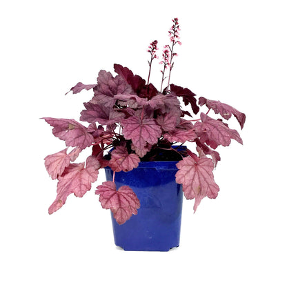 Heuchera, 15cm, Grape Soda - Floral Acres Greenhouse & Garden Centre