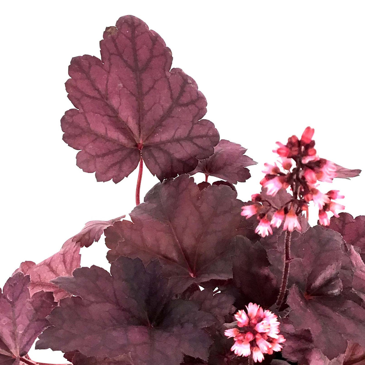 Heuchera, 15cm, Grape Soda - Floral Acres Greenhouse & Garden Centre