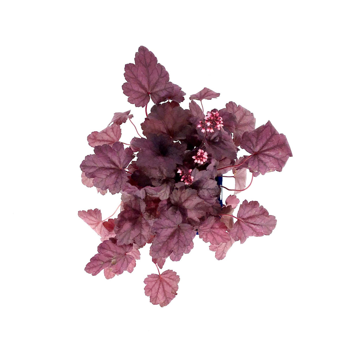 Heuchera, 15cm, Grape Soda - Floral Acres Greenhouse & Garden Centre