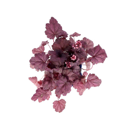 Heuchera, 15cm, Grape Soda - Floral Acres Greenhouse & Garden Centre