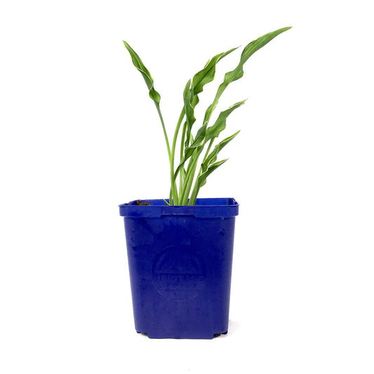 Hosta, 15cm, Praying Hands - Floral Acres Greenhouse & Garden Centre