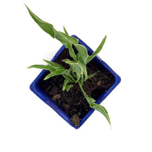 Load image into Gallery viewer, Hosta, 15cm, Praying Hands - Floral Acres Greenhouse &amp; Garden Centre
