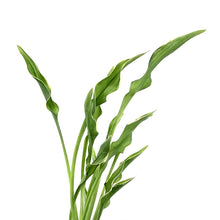 Load image into Gallery viewer, Hosta, 15cm, Praying Hands - Floral Acres Greenhouse &amp; Garden Centre
