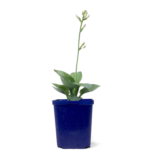 Hosta, 15cm, Big Daddy - Floral Acres Greenhouse & Garden Centre