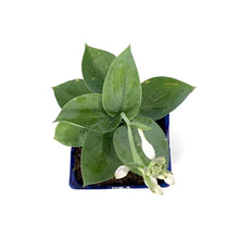 Load image into Gallery viewer, Hosta, 15cm, Big Daddy - Floral Acres Greenhouse &amp; Garden Centre
