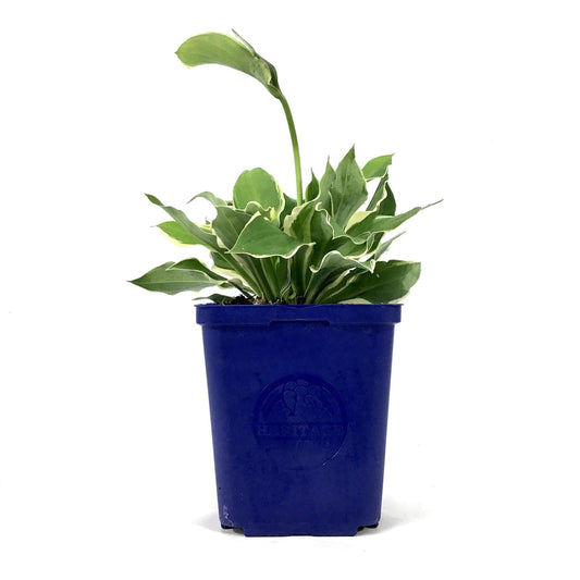 Hosta, 15cm, Blazing Saddles - Floral Acres Greenhouse & Garden Centre