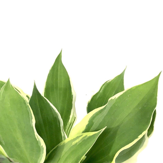 Hosta, 15cm, Blazing Saddles - Floral Acres Greenhouse & Garden Centre