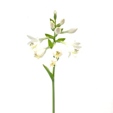 Load image into Gallery viewer, Hosta, 15cm, Frances Williams - Floral Acres Greenhouse &amp; Garden Centre
