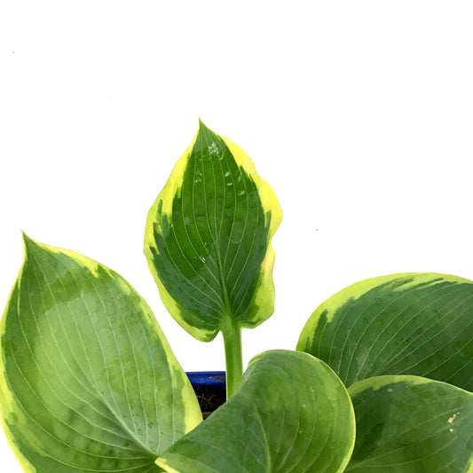 Hosta, 15cm, Frances Williams - Floral Acres Greenhouse & Garden Centre