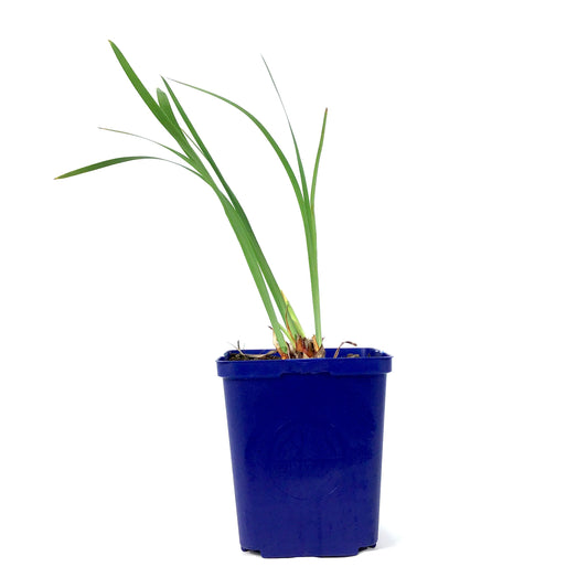 Iris, 15cm, Butter & Sugar - Floral Acres Greenhouse & Garden Centre