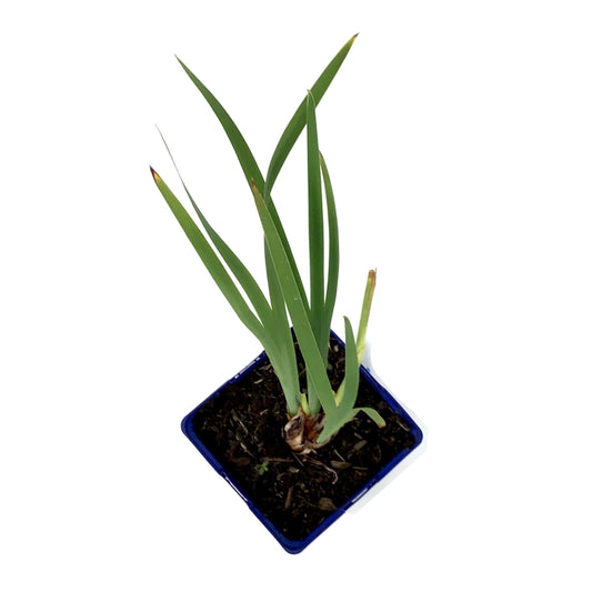 Iris, 15cm, Butter & Sugar - Floral Acres Greenhouse & Garden Centre