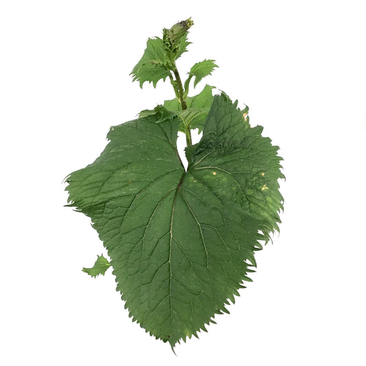 Ligularia, 15cm, The Rocket - Floral Acres Greenhouse & Garden Centre