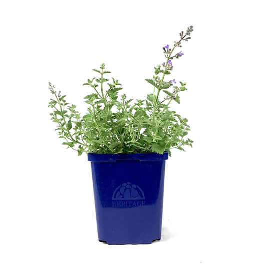Nepeta, 15cm, Kit Kat - Floral Acres Greenhouse & Garden Centre