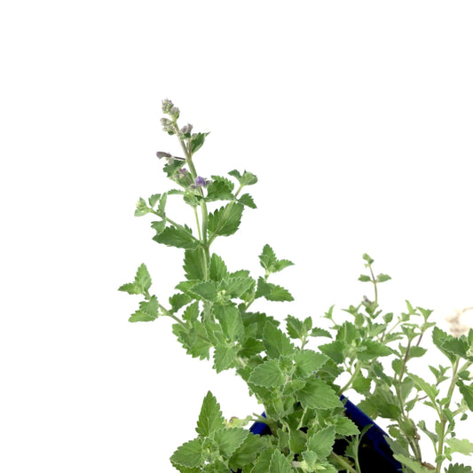 Nepeta, 15cm, Kit Kat - Floral Acres Greenhouse & Garden Centre