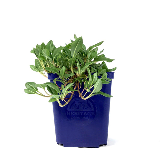 Persicaria, 15cm, Dimity - Floral Acres Greenhouse & Garden Centre