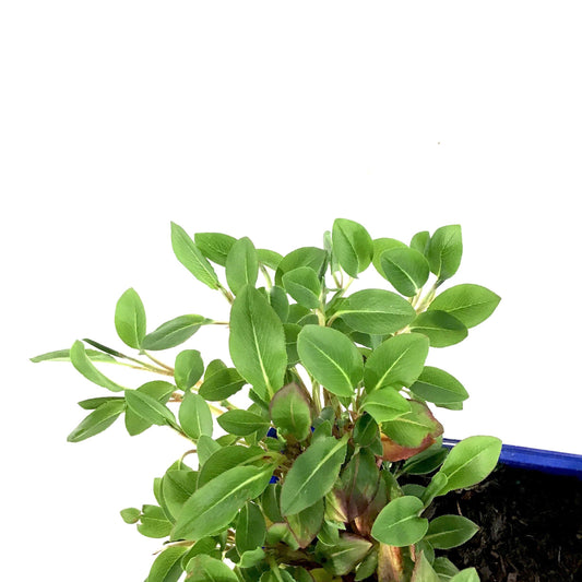Persicaria, 15cm, Dimity - Floral Acres Greenhouse & Garden Centre