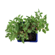 Load image into Gallery viewer, Persicaria, 15cm, Dimity - Floral Acres Greenhouse &amp; Garden Centre
