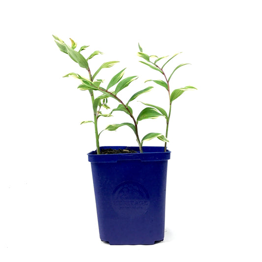 Polygonatum, 15cm, Variegatum Solomon's Seal - Floral Acres Greenhouse & Garden Centre