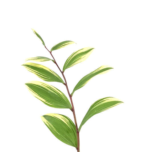 Polygonatum, 15cm, Variegatum Solomon's Seal - Floral Acres Greenhouse & Garden Centre