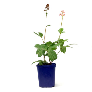 Rodgersia, 15cm, Aesculifolia - Floral Acres Greenhouse & Garden Centre