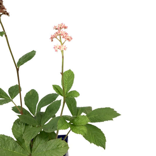 Rodgersia, 15cm, Aesculifolia - Floral Acres Greenhouse & Garden Centre