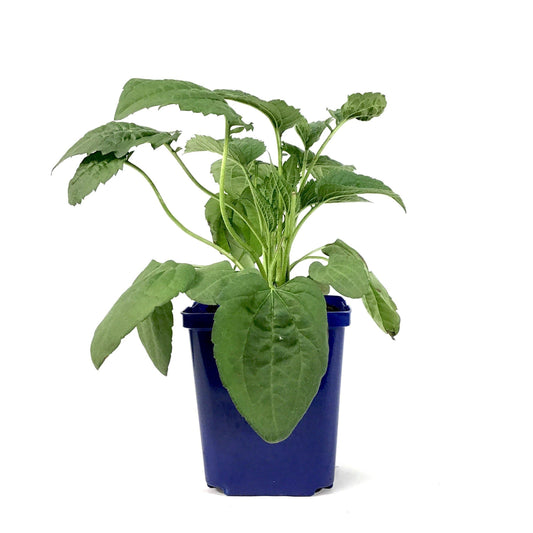Rudbeckia, 15cm, Goldsturm - Floral Acres Greenhouse & Garden Centre