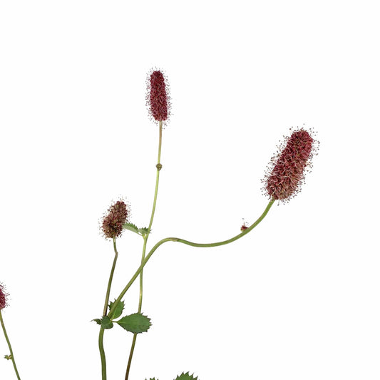 Sanguisorba, 15cm, Menziesii - Floral Acres Greenhouse & Garden Centre