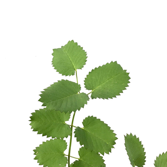 Sanguisorba, 15cm, Menziesii - Floral Acres Greenhouse & Garden Centre