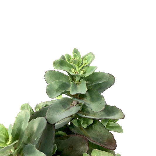 Sedum, 15cm, Xenox - Floral Acres Greenhouse & Garden Centre