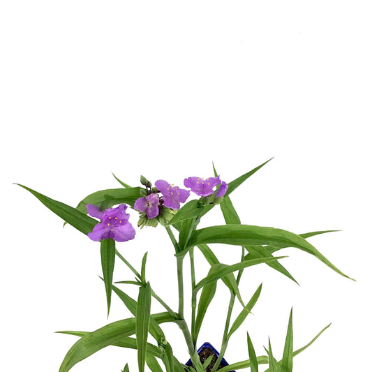 Tradescantia, 15cm, Hawaiian Punch - Floral Acres Greenhouse & Garden Centre