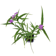 Load image into Gallery viewer, Tradescantia, 15cm, Hawaiian Punch - Floral Acres Greenhouse &amp; Garden Centre
