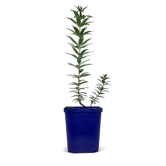 Veronicastrum, 15cm, Erica - Floral Acres Greenhouse & Garden Centre