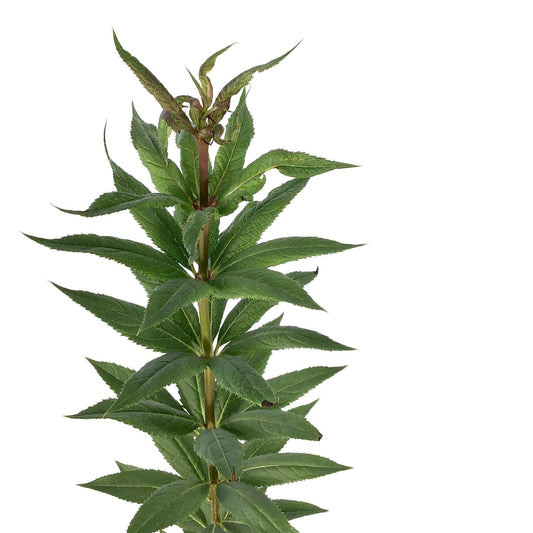 Veronicastrum, 15cm, Erica - Floral Acres Greenhouse & Garden Centre