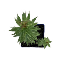 Load image into Gallery viewer, Veronicastrum, 15cm, Erica - Floral Acres Greenhouse &amp; Garden Centre
