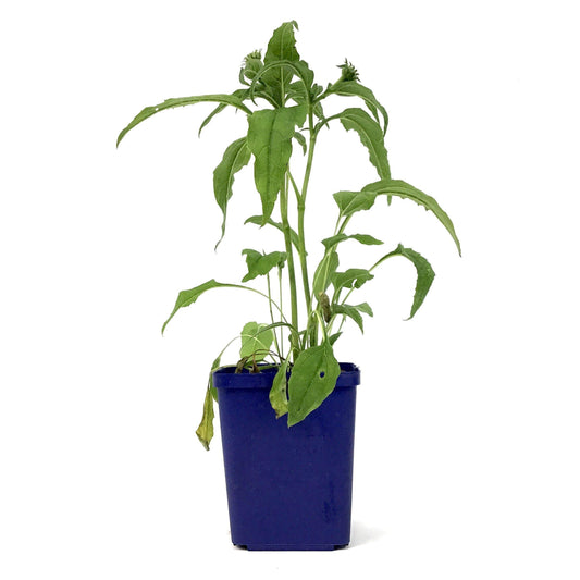 Echinacea purpurea, 11cm, PowWow White - Floral Acres Greenhouse & Garden Centre