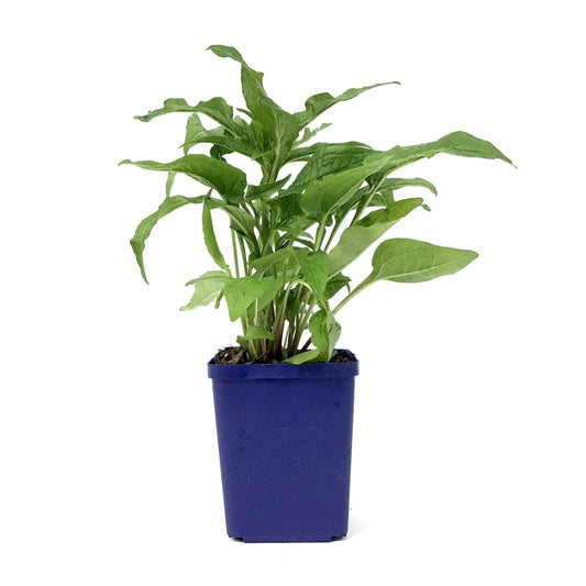 Echinacea purpurea, 11cm, PowWow Wild Berry - Floral Acres Greenhouse & Garden Centre