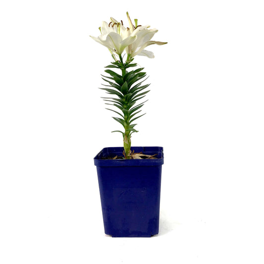 Lilium, Asiatic, 11cm, Tiny Nanny Pot Lily - Floral Acres Greenhouse & Garden Centre