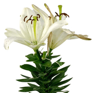 Lilium, Asiatic, 11cm, Tiny Nanny Pot Lily - Floral Acres Greenhouse & Garden Centre