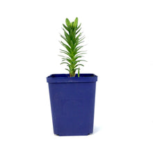 Load image into Gallery viewer, Lilium, Asiatic, 11cm, Tiny Bee Pot Lily - Floral Acres Greenhouse &amp; Garden Centre
