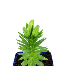 Load image into Gallery viewer, Lilium, Asiatic, 11cm, Tiny Bee Pot Lily - Floral Acres Greenhouse &amp; Garden Centre

