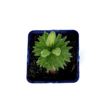 Load image into Gallery viewer, Lilium, Asiatic, 11cm, Tiny Bee Pot Lily - Floral Acres Greenhouse &amp; Garden Centre
