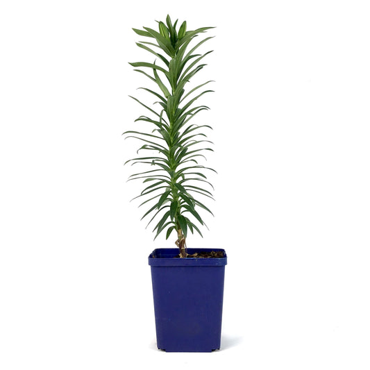 Lilium, Asiatic, 11cm, Tiny Ghost Pot Lily - Floral Acres Greenhouse & Garden Centre