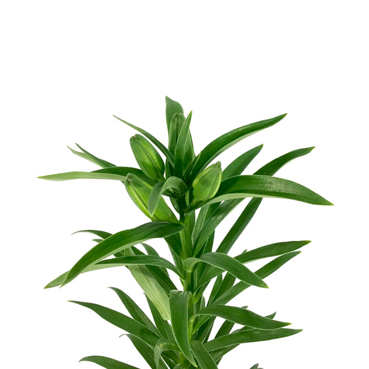 Lilium, Asiatic, 11cm, Tiny Ghost Pot Lily - Floral Acres Greenhouse & Garden Centre