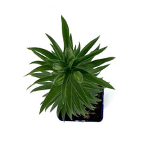 Load image into Gallery viewer, Lilium, Asiatic, 11cm, Tiny Ghost Pot Lily - Floral Acres Greenhouse &amp; Garden Centre

