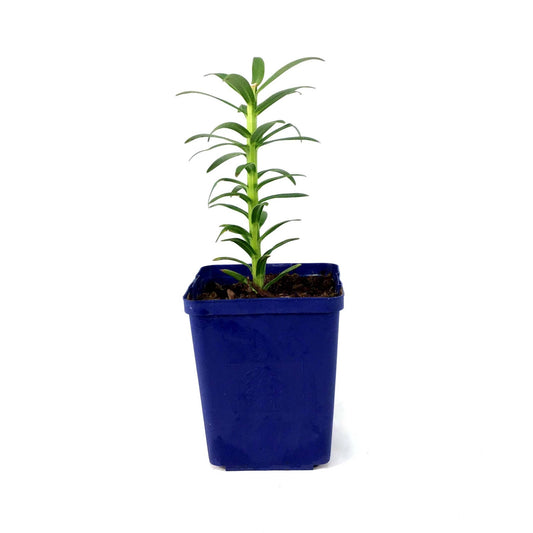 Lilium, Asiatic, 11cm, Tiny Orange Sens. Pot Lily - Floral Acres Greenhouse & Garden Centre