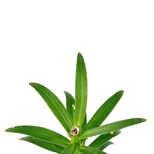 Lilium, Asiatic, 11cm, Tiny Orange Sens. Pot Lily - Floral Acres Greenhouse & Garden Centre