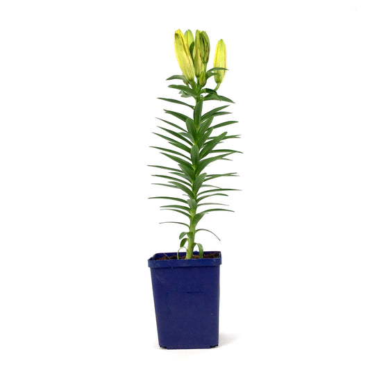 Lilium, Asiatic, 11cm, Tiny Parrot Pot Lily - Floral Acres Greenhouse & Garden Centre