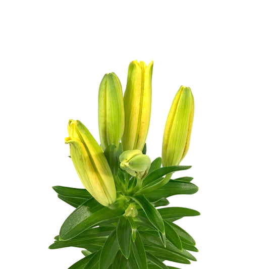 Lilium, Asiatic, 11cm, Tiny Parrot Pot Lily - Floral Acres Greenhouse & Garden Centre